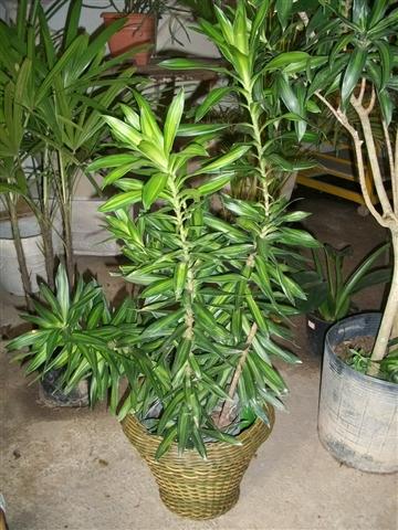 FLORICULTURA EM PIABETÁ - NEW LIFE - RJ