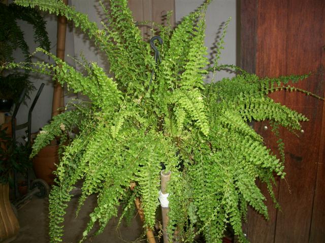 FLORICULTURA EM PIABETÁ - NEW LIFE - RJ