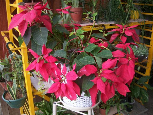 FLORICULTURA EM PIABETÁ - NEW LIFE - RJ