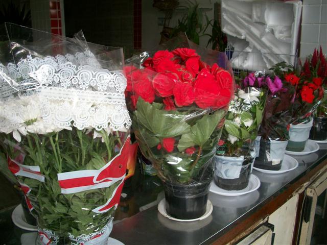 FLORICULTURA EM PIABETÁ - NEW LIFE - RJ