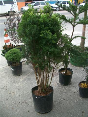 FLORICULTURA EM PIABETÁ - NEW LIFE - RJ