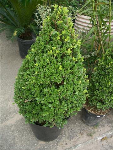 FLORICULTURA EM PIABETÁ - NEW LIFE - RJ