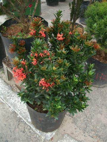 FLORICULTURA EM PIABETÁ - NEW LIFE - RJ