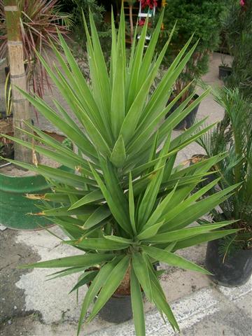 FLORICULTURA EM PIABETÁ - NEW LIFE - RJ