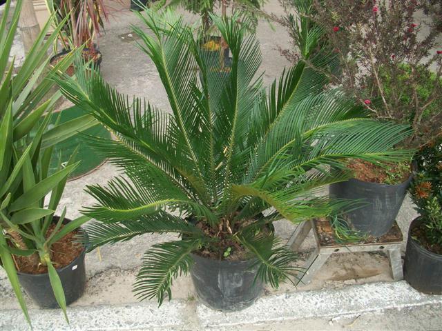 FLORICULTURA EM PIABETÁ - NEW LIFE - RJ