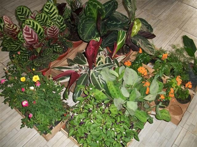 FLORICULTURA EM PIABETÁ - NEW LIFE - RJ