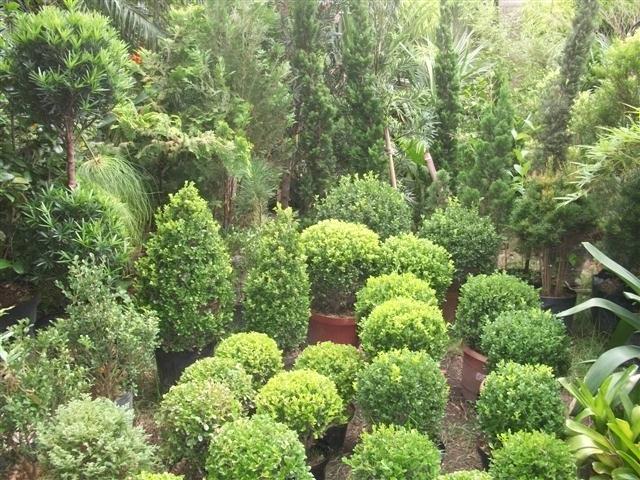 FLORICULTURA EM PIABETÁ - NEW LIFE - RJ