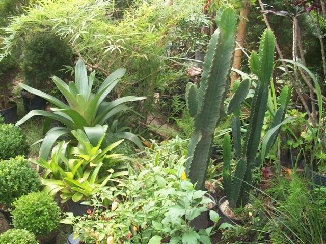 FLORICULTURA EM PIABETÁ - NEW LIFE - RJ