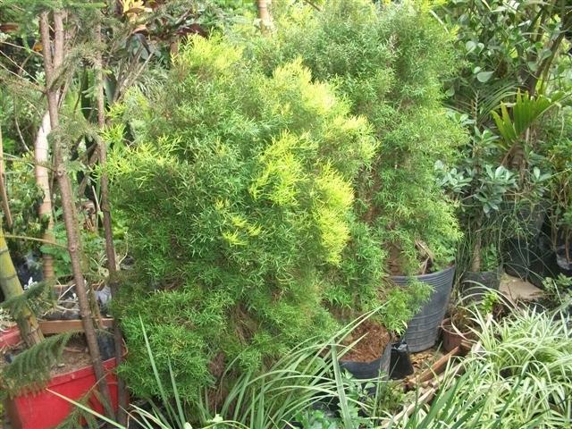 FLORICULTURA EM PIABETÁ - NEW LIFE - RJ