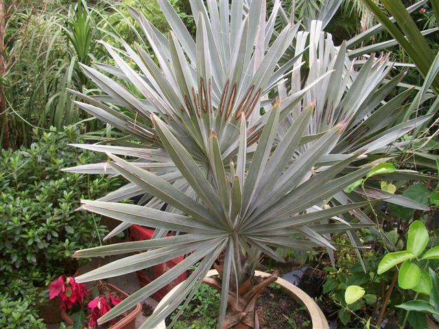 FLORICULTURA EM PIABETÁ - NEW LIFE - RJ
