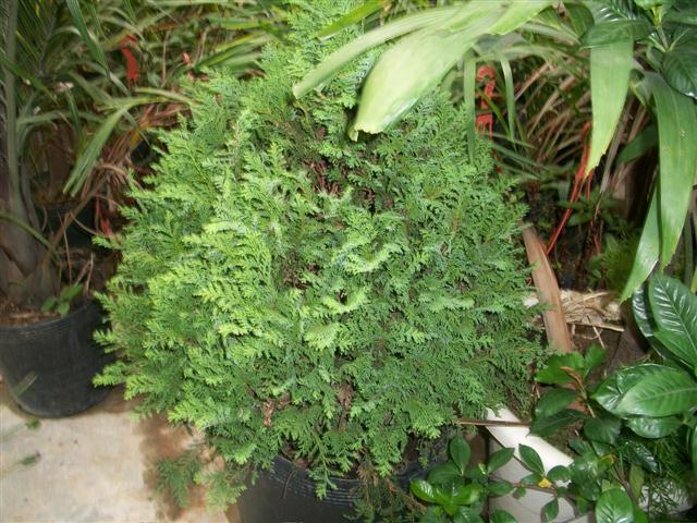 FLORICULTURA EM PIABETÁ - NEW LIFE - RJ