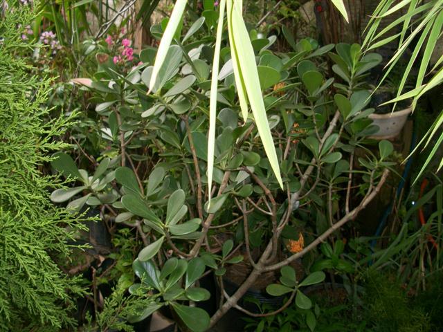 FLORICULTURA EM PIABETÁ - NEW LIFE - RJ