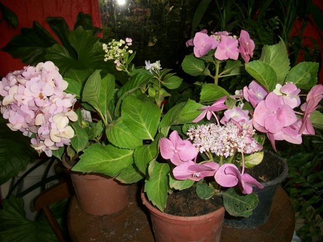 FLORICULTURA EM PIABETÁ - NEW LIFE - RJ