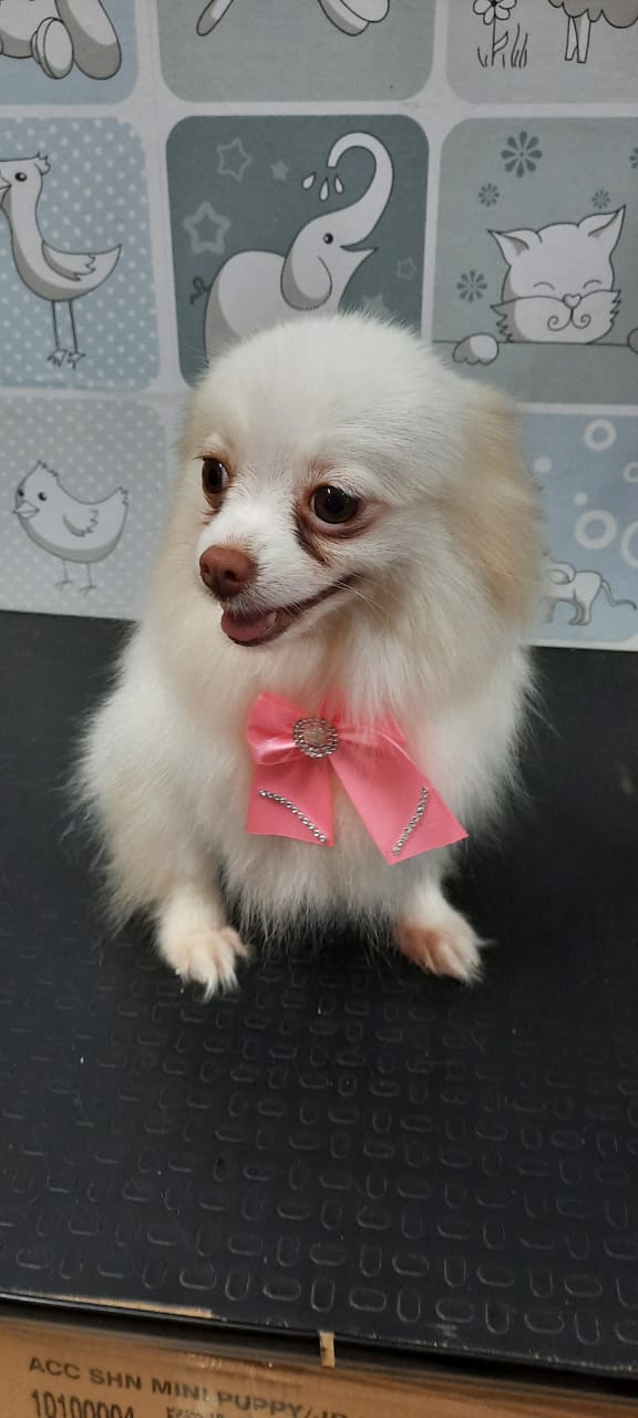 Consultório Veterinário na Zona Sul em Porto Velho - CASA do CRIADOR - PET SHOP