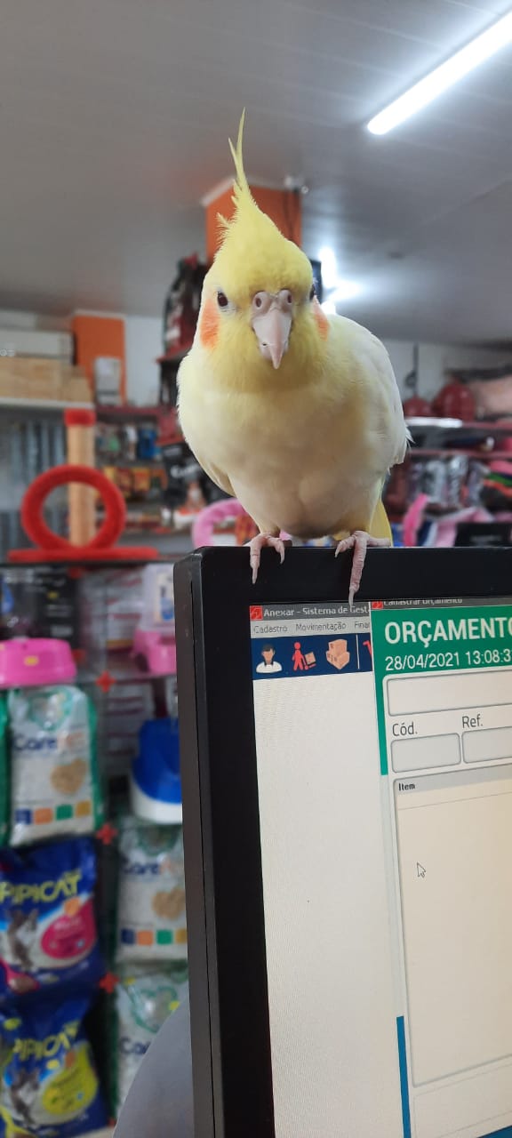 Consultório Veterinário na Zona Sul em Porto Velho - CASA do CRIADOR - PET SHOP
