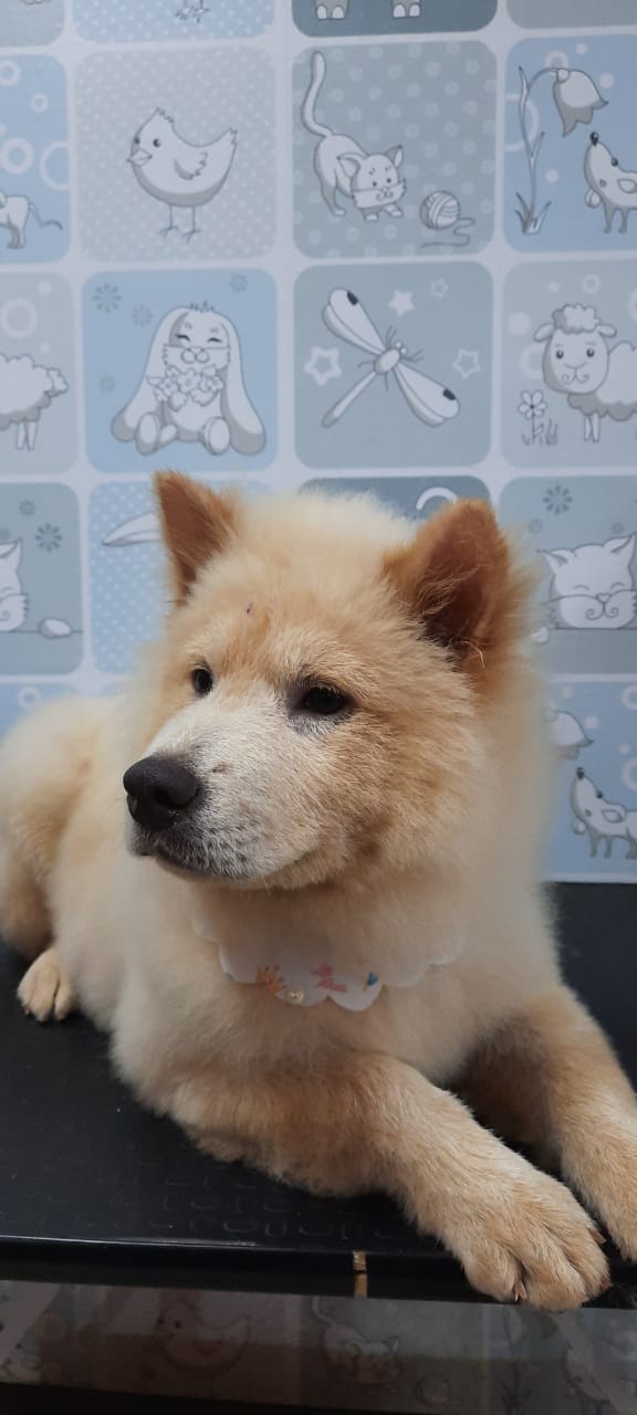Consultório Veterinário na Zona Sul em Porto Velho - CASA do CRIADOR - PET SHOP