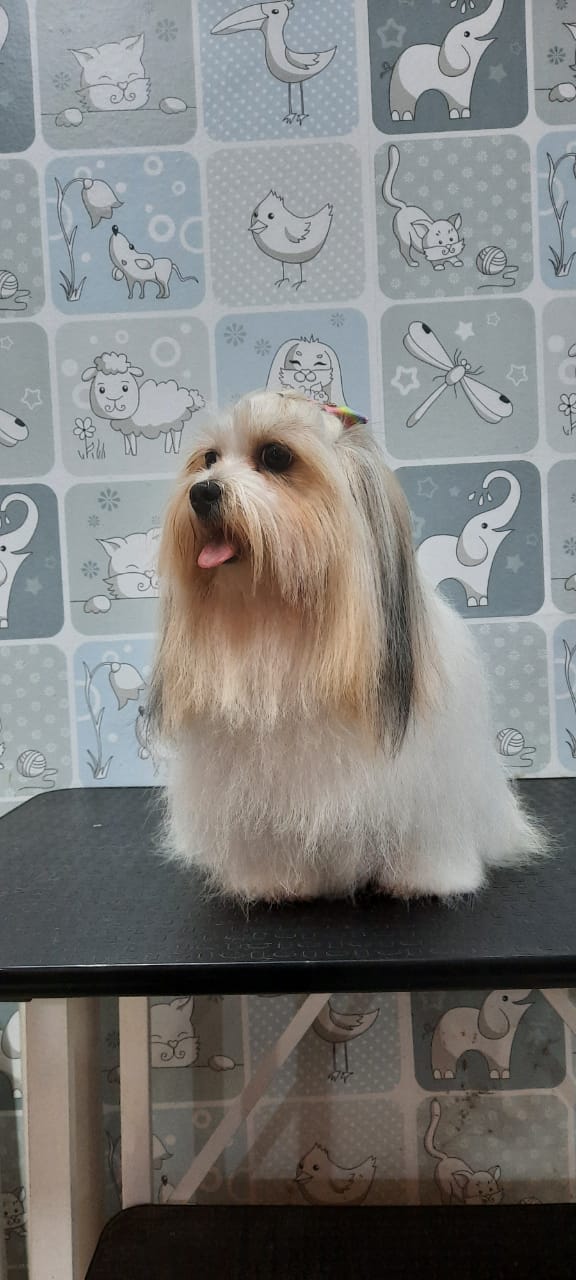 Consultório Veterinário na Zona Sul em Porto Velho - CASA do CRIADOR - PET SHOP