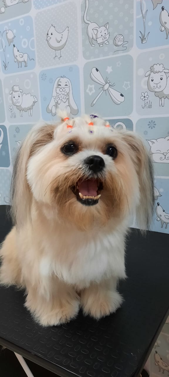 Consultório Veterinário na Zona Sul em Porto Velho - CASA do CRIADOR - PET SHOP
