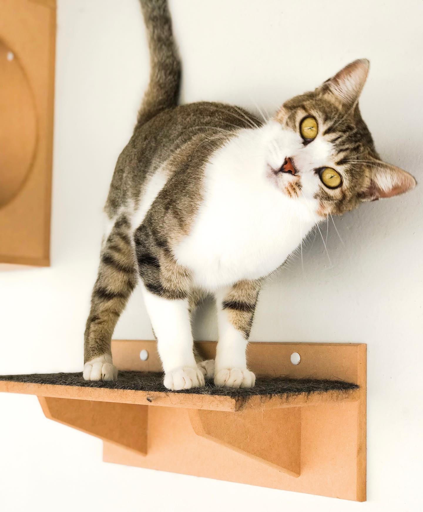 PET SITTER EM SALVADOR BA