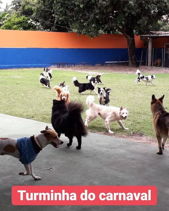 PET SITTER EM FORTALEZA