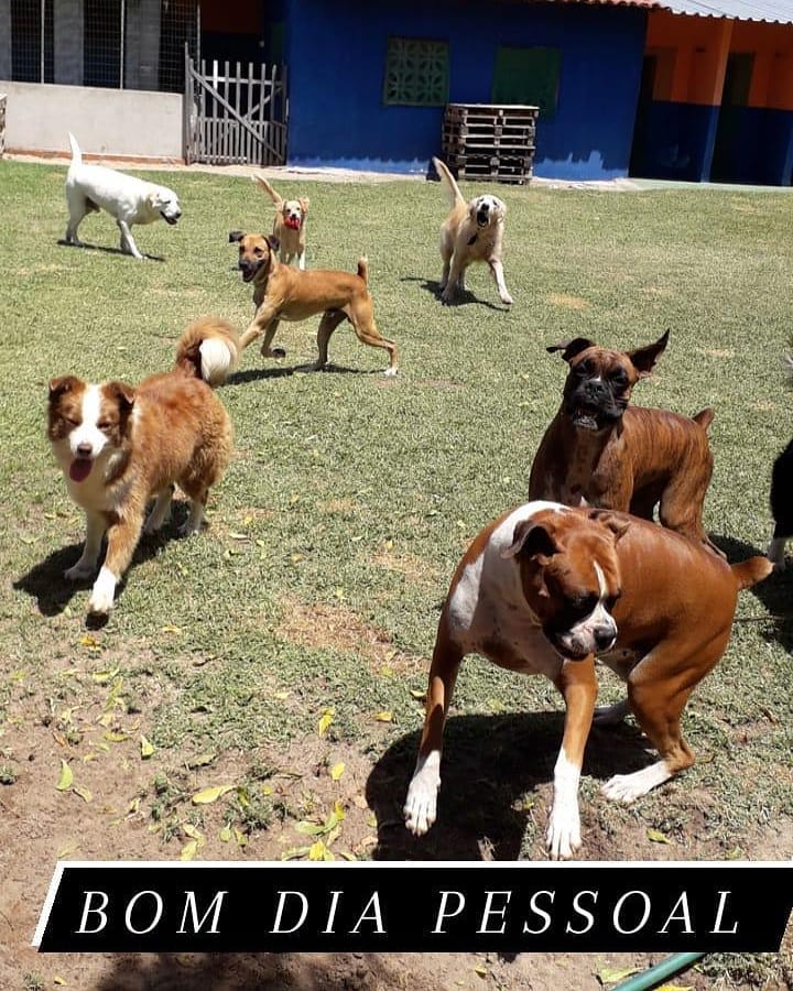 PET SITTER EM FORTALEZA