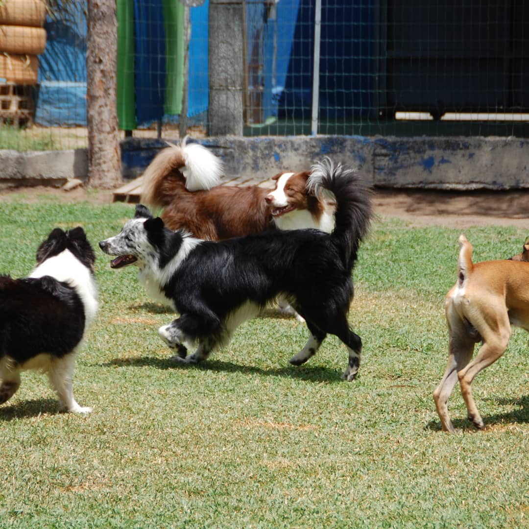 PET SITTER EM FORTALEZA