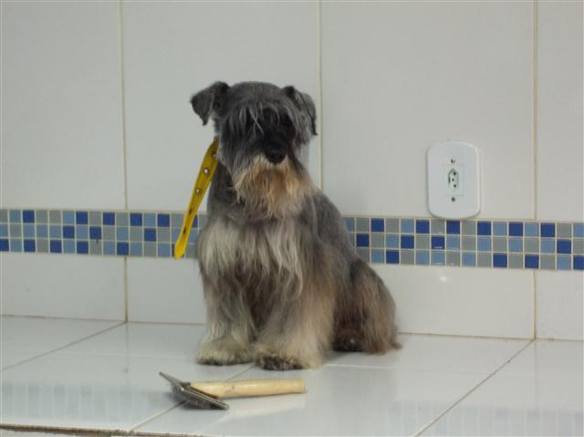 TOSA E BANHO EM TERESOPOLIS RJ