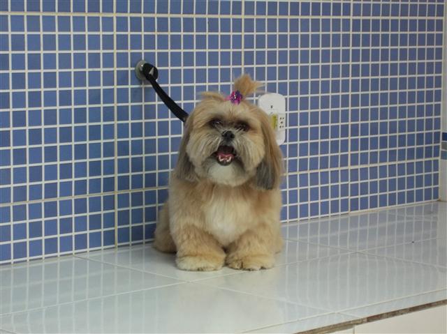 TOSA E BANHO EM TERESOPOLIS RJ