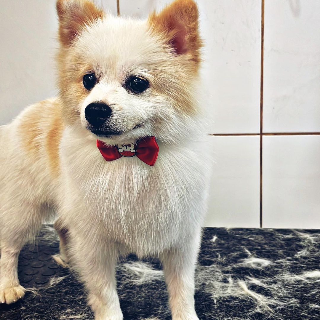 BANHO E TOSA EM VILHENA