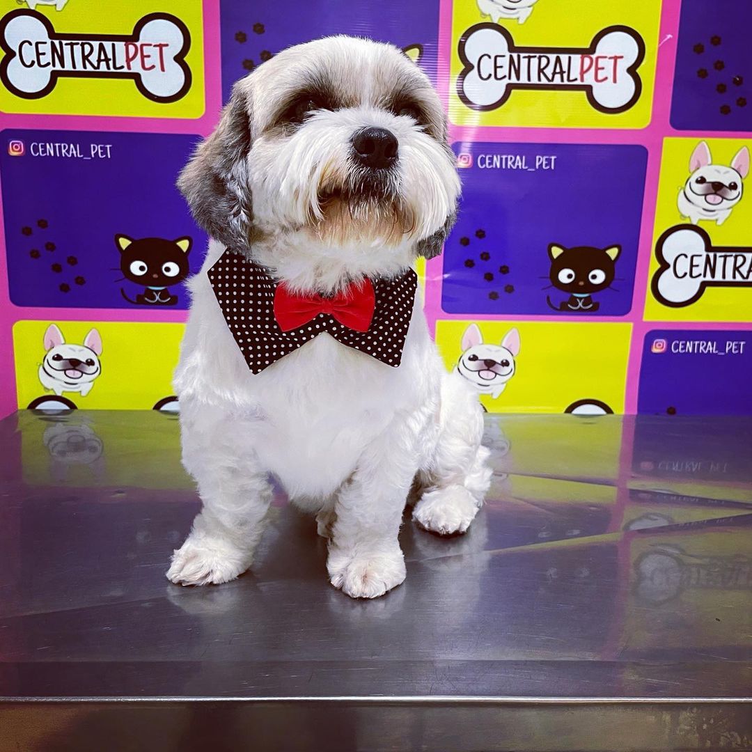 BANHO E TOSA EM VILHENA