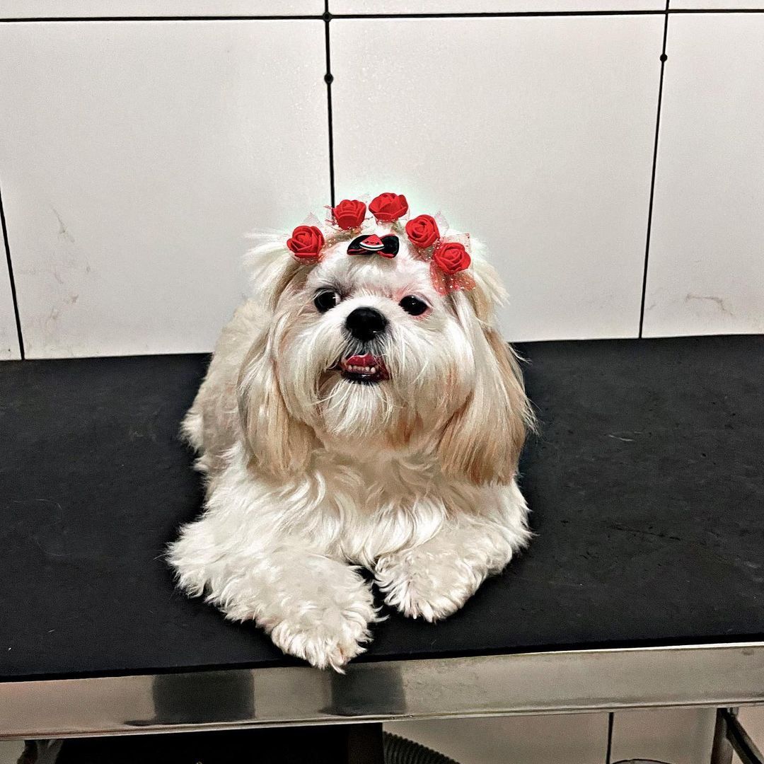 BANHO E TOSA EM VILHENA