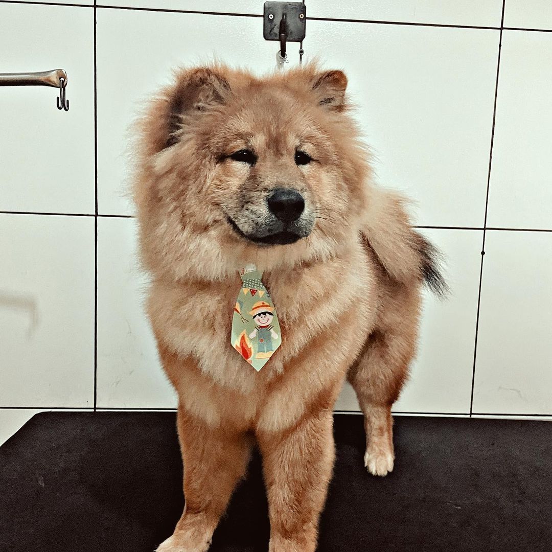 BANHO E TOSA EM VILHENA