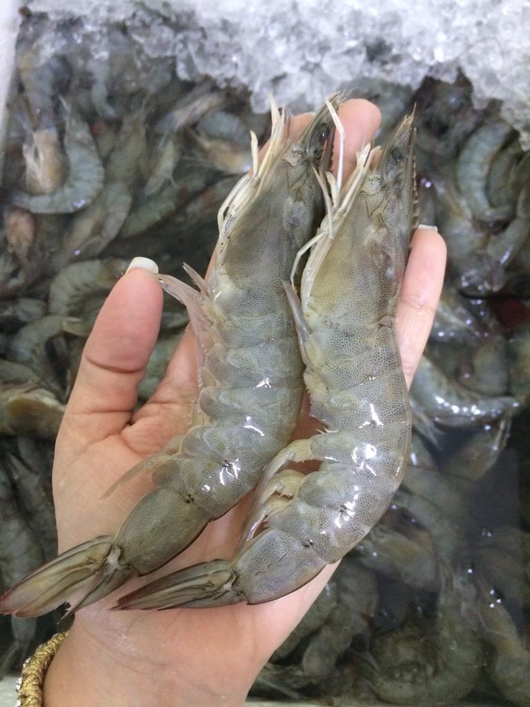 PEIXARIA EM PETRÓPOLIS - WhatsApp Online - RJ 