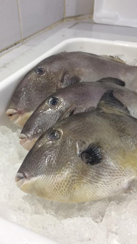 PEIXARIA EM PETRÓPOLIS - WhatsApp Online - RJ 