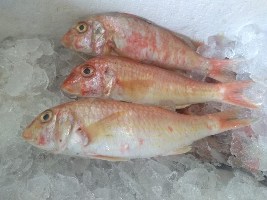 PEIXARIA EM PETRÓPOLIS - WhatsApp Online - RJ 