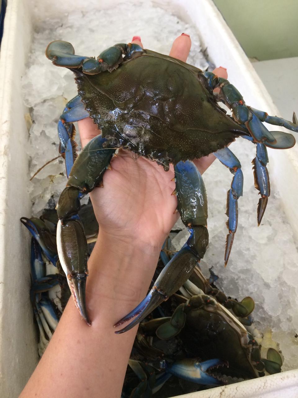 PEIXARIA EM PETRÓPOLIS - WhatsApp Online - RJ 