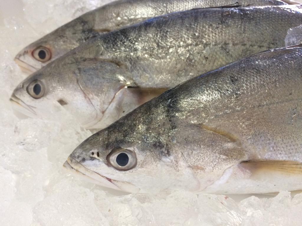 PEIXARIA EM PETRÓPOLIS - WhatsApp Online - RJ 