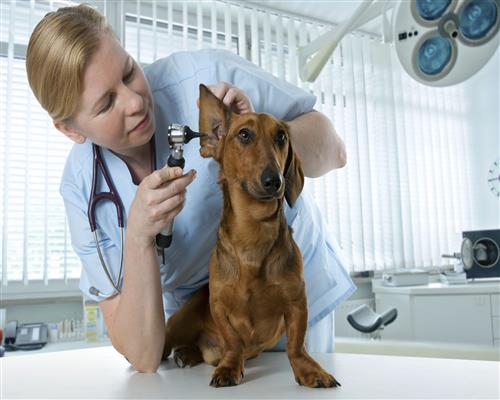 CLINICAS VETERINARIA NA BARRA DA TIJUCA RJ - A CASA DO BICHO