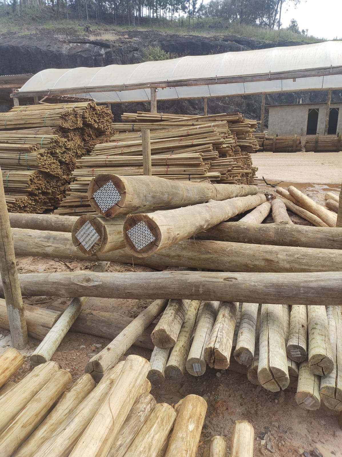 EUCALIPTO TRATADO EM ANGRA DOS REIS RJ
