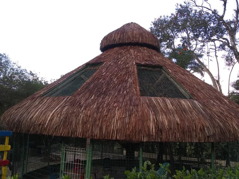 EUCALIPTO TRATADO EM ANGRA DOS REIS RJ