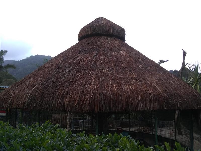 EUCALIPTO TRATADO EM ANGRA DOS REIS RJ