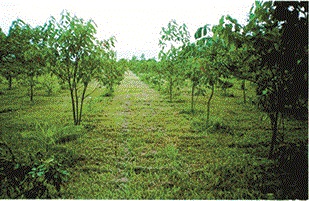 SERVICOS AMBIENTAIS EM CAMPOS DOS GOYTACAZES - CONSTRU VERDE