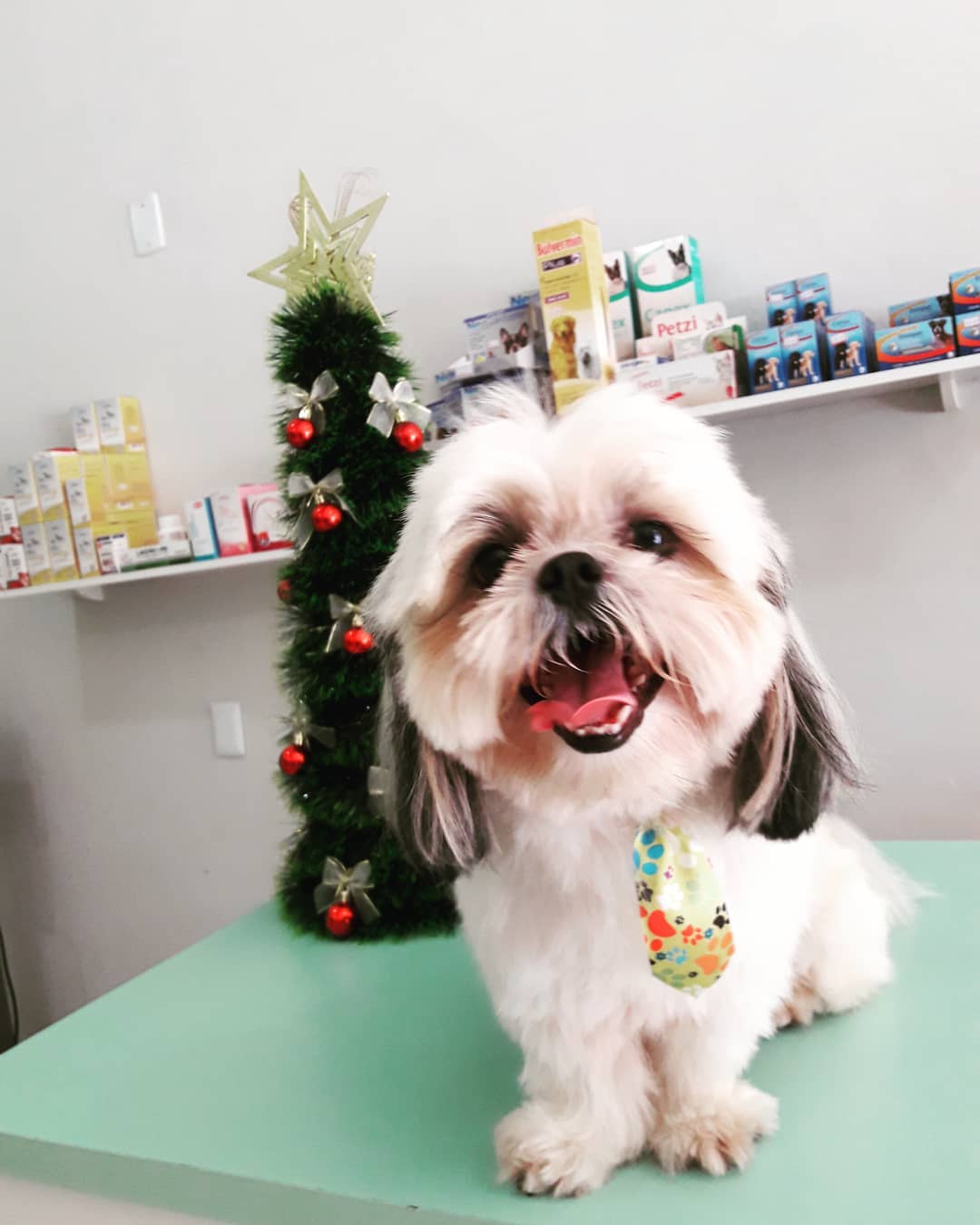 BANHO E TOSA EM ROLIM DE MOURA - RO