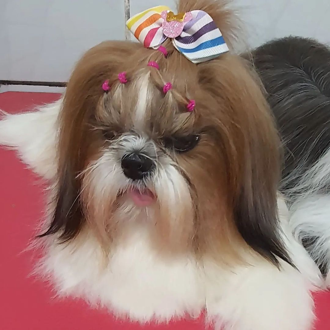 BANHO E TOSA EM GUAJARÁ MIRIM - RO