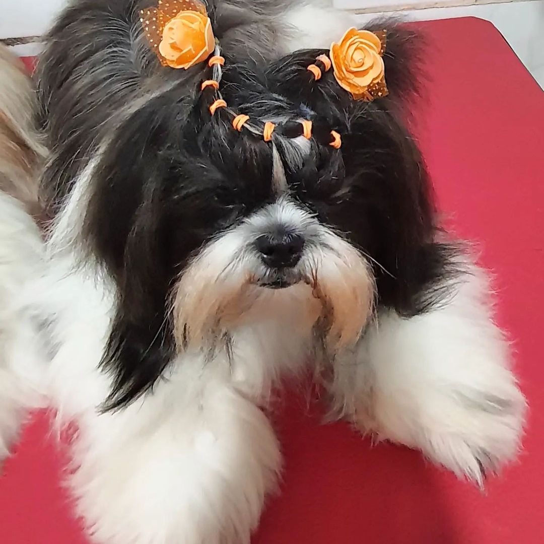 BANHO E TOSA EM GUAJARÁ MIRIM - RO