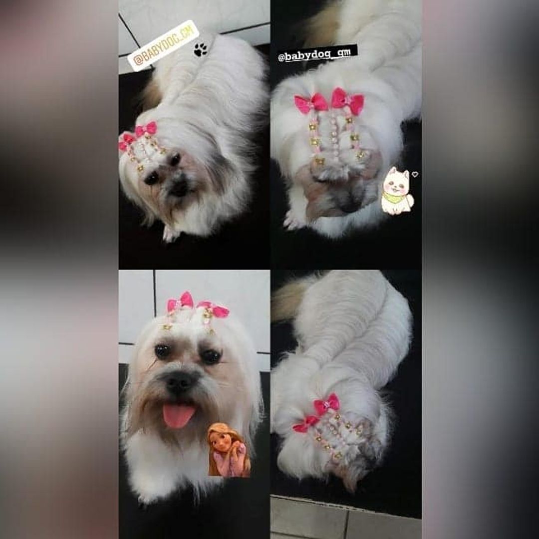 BANHO E TOSA EM GUAJARÁ MIRIM - RO