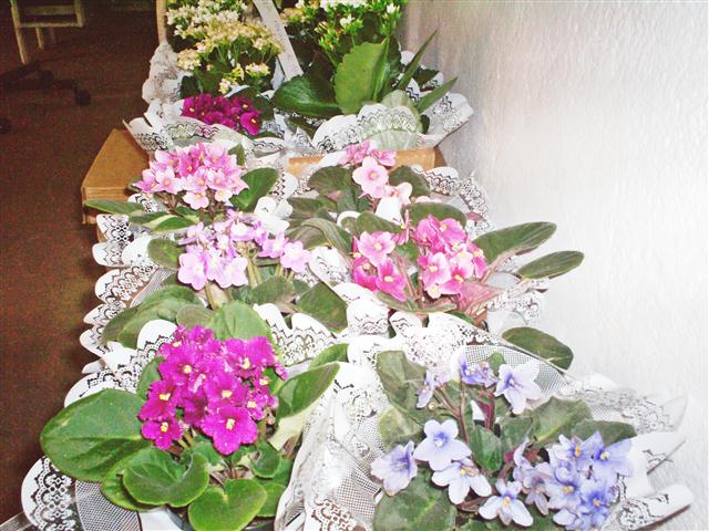 FLORICULTURA EM PARAIBA DO SUL 