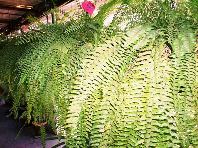 FLORICULTURA EM PARAIBA DO SUL 