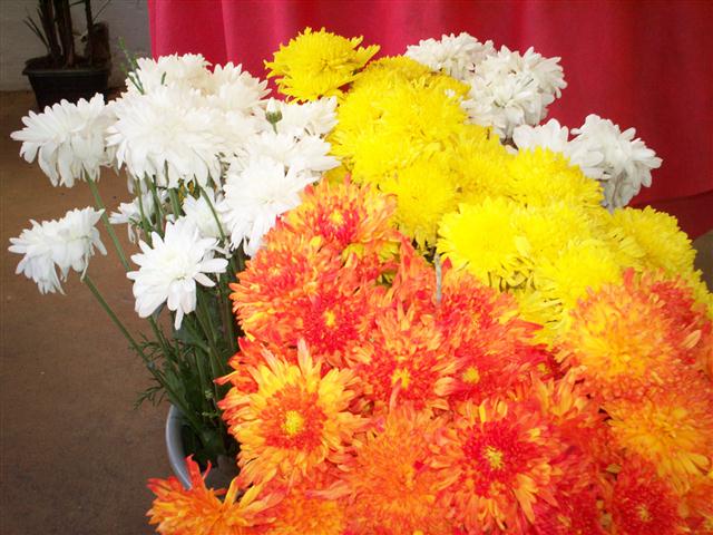 FLORICULTURA EM PARAIBA DO SUL 