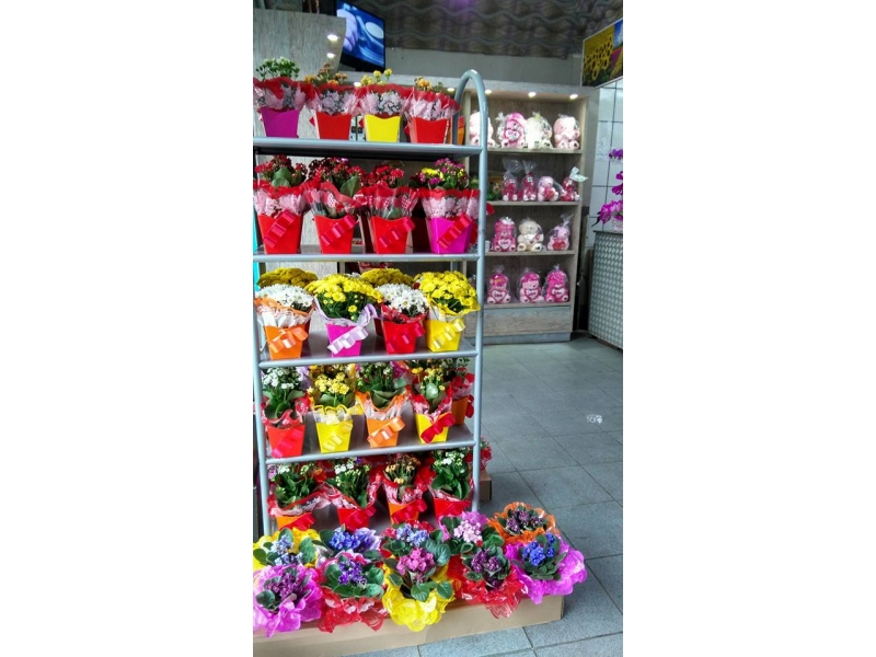 PLANTAS ORNAMENTAIS ARRANJOS BUQUÊ EM SANTA CRUZ DA SERRA DUQUE DE CAXIAS - RJ